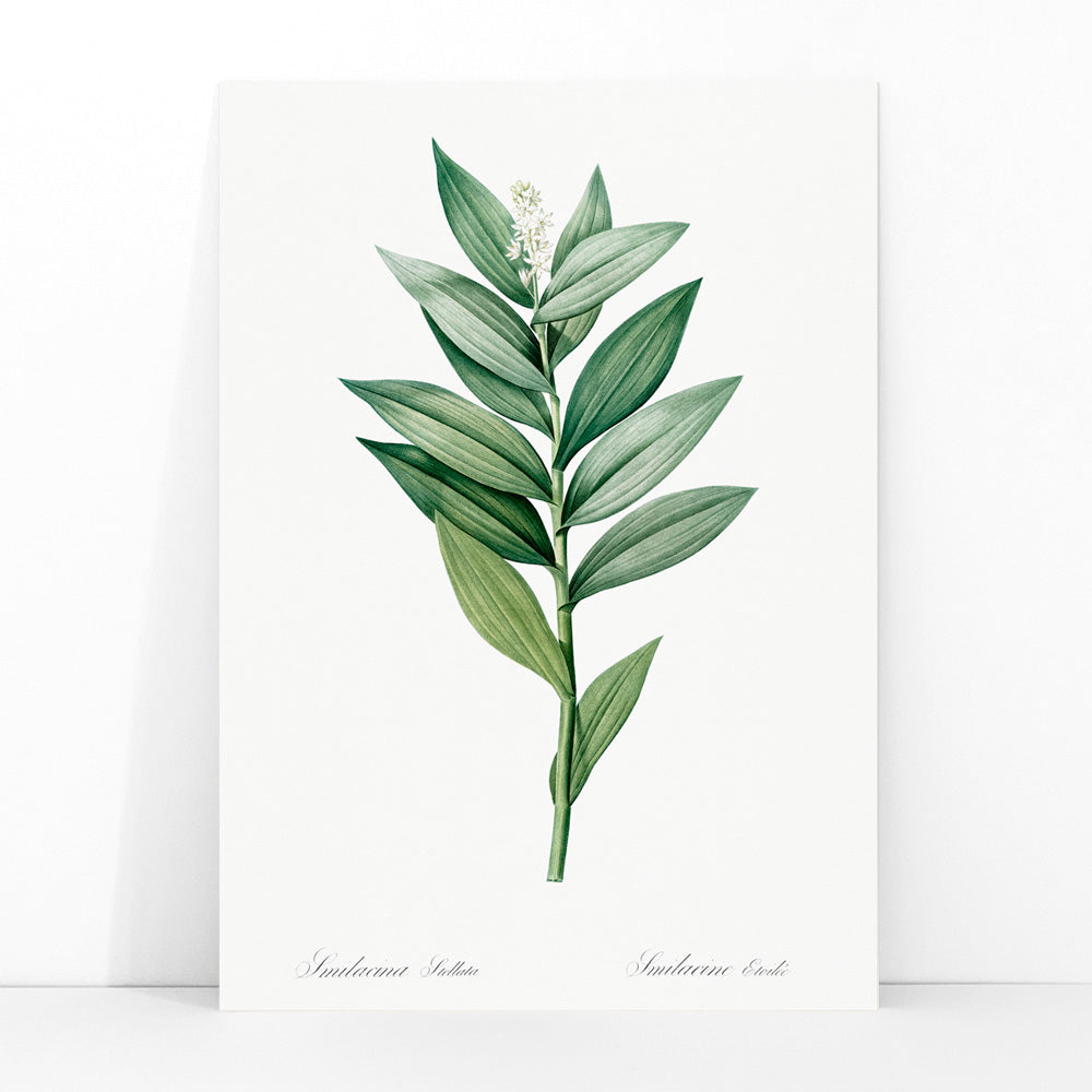 Smilacina stellata botanical illustration by Pierre-Joseph Redoute from Les liliacees featuring green leaves and white flowers, framed and displayed in modern living room decor