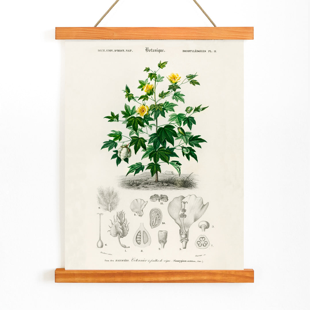 Sea Island cotton botanical illustration by Charles Dessalines D Orbigny with plant details and sketches poster, with wooden magnetic frame on white background