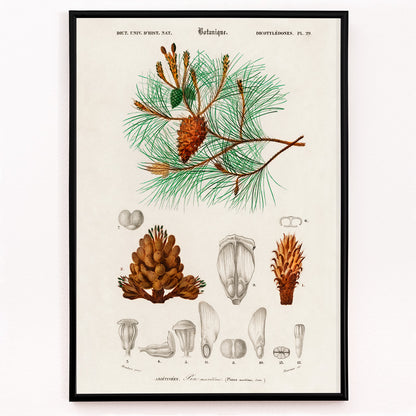 Closeup detail of Maritime pine Pinus maritima botanical illustration by Charles Dessalines D Orbigny with detailed pine cones needles and plant parts poster artwork