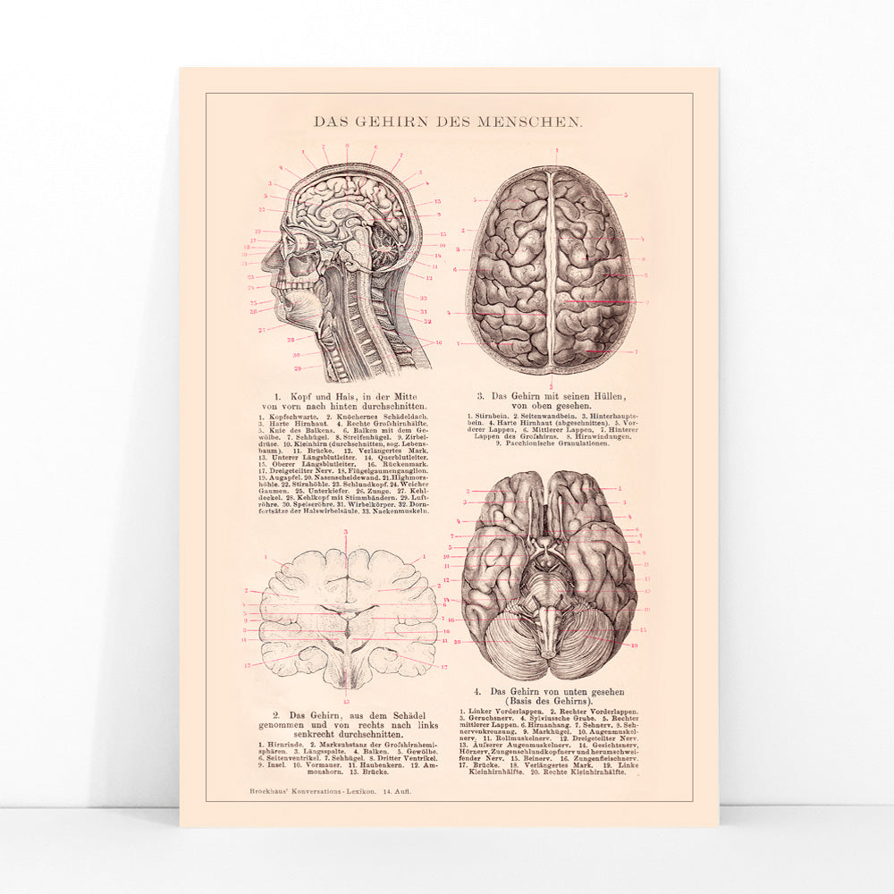 Anatomical human brain illustration artwork and educational poster titled Humain Brain by Institute of Liepzig, framed and displayed in modern living room decor