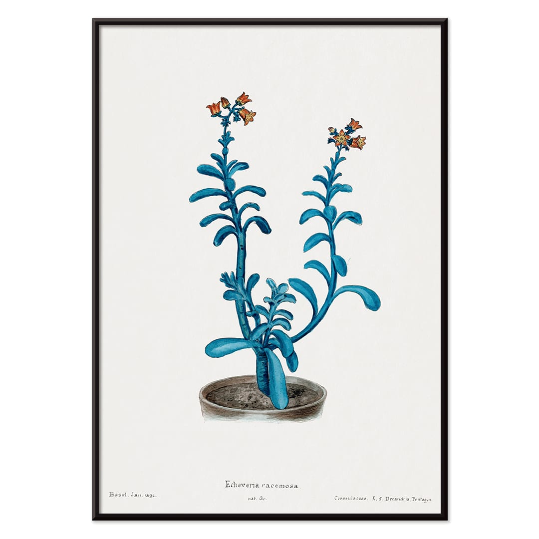 Botanical illustration poster of blue echeveria titled Brown sugar echeveria from Familie Der Cacteen by Echeveria racemosa, with black aluminium frame on white background