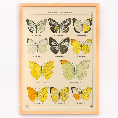 Exotic butterflies illustration and poster by Otto Staudinger titled Exotic Butterflies Pl021 featuring detailed colorful species, framed and displayed in modern living room decor