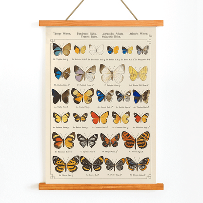 Colorful exotic butterflies and various butterfly species illustrated in intricate detail by Otto Staudinger Exotic butterflies Pl093, with wooden magnetic frame on white background