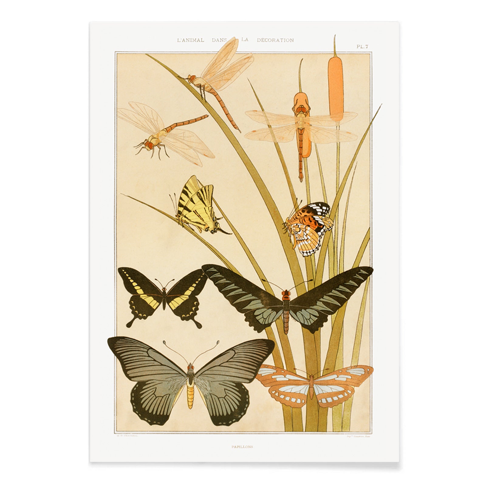 Colorful illustration and poster of butterflies and dragonflies among reeds in decorative style by Maurice Pillard Verneuil from Butterflies and Reeds, with black aluminium frame on white background
