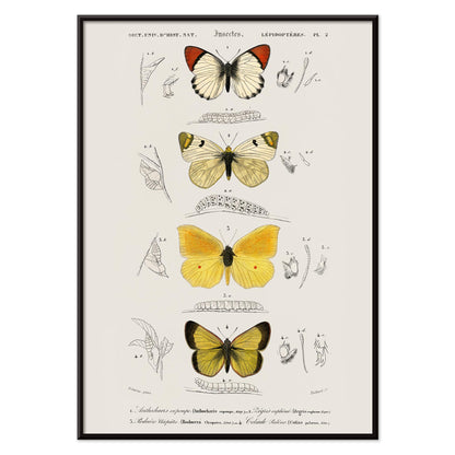 Illustration and poster of butterfly species and insect life cycles by Charles Dessalines D Orbigny from Different types of butterfly, with black aluminium frame on white background