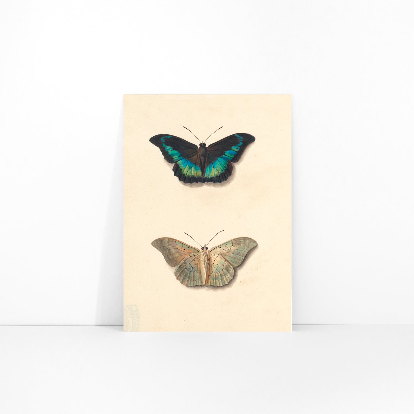 Colorful detailed butterflies by Georgius Jacobus Johannes van Os on cream background illustration and poster, framed and displayed in modern living room decor