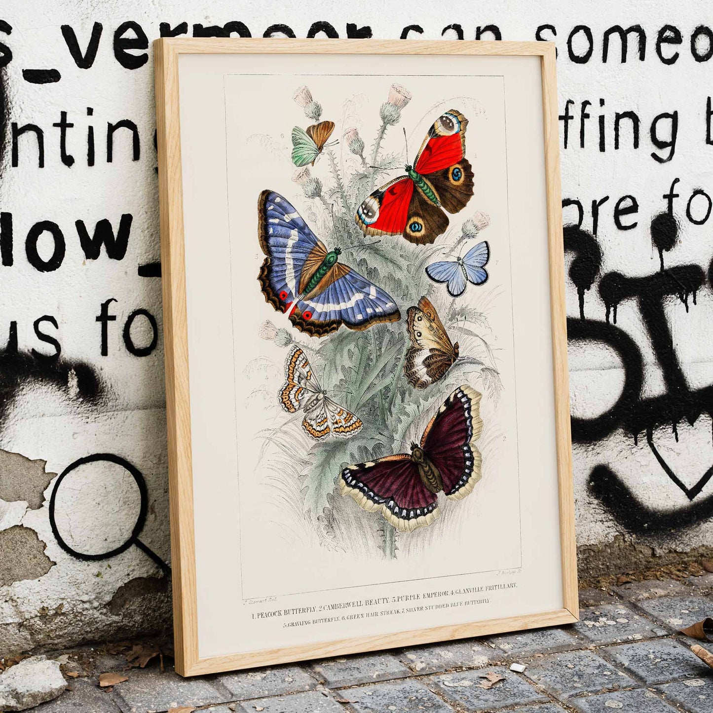 Colorful butterflies including Peacock Butterfly Purple Emperor Glanville Fritillary Green Hair Streak Silver Studded Blue and more from A History of the Earth and Animated Nature by Oliver Goldsmith poster, framed and displayed in modern living room decor