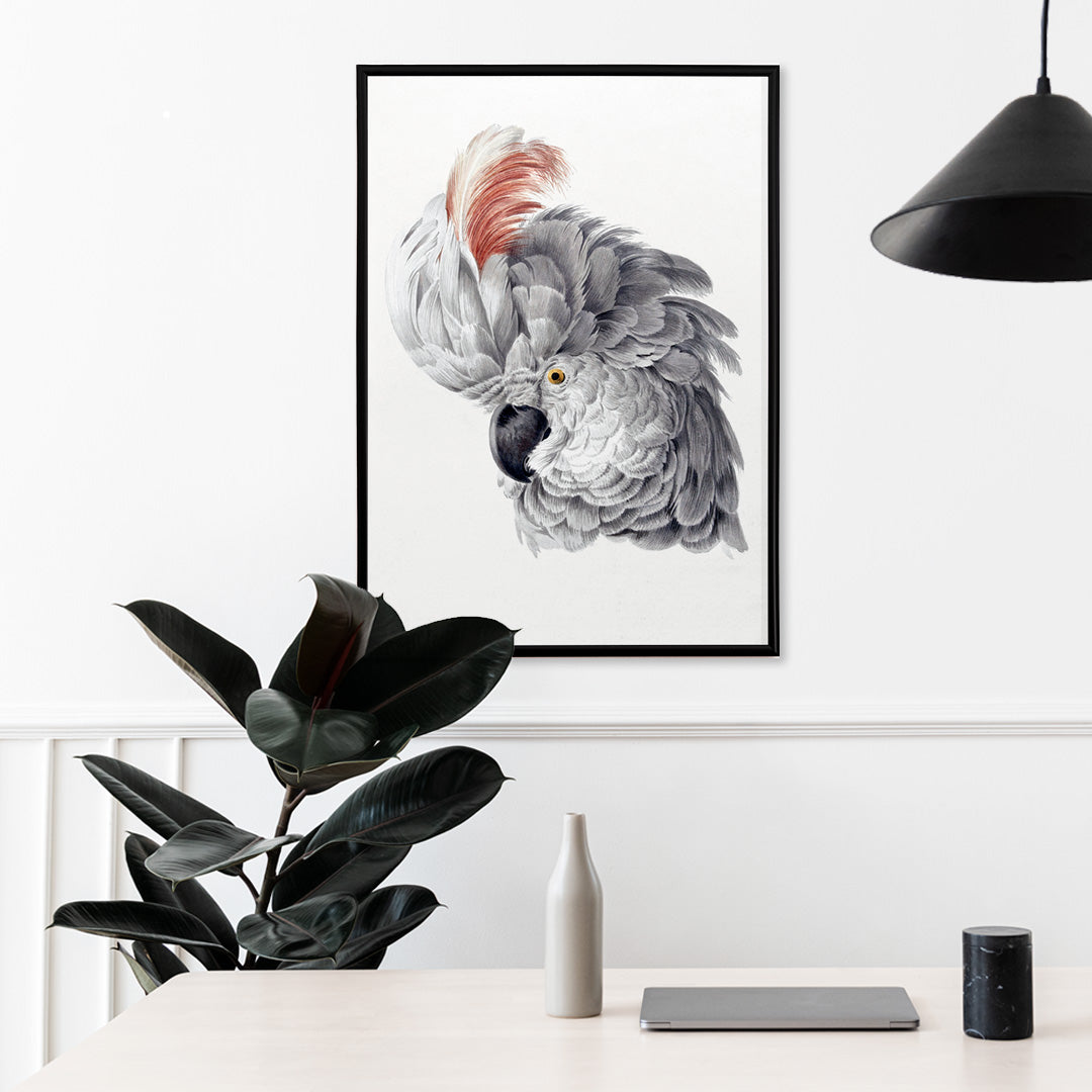 Poster with detailed illustration of a cockatoo head with vibrant plumage from Cockatoo Head artwork by Aert Schouman, framed and displayed in home decor