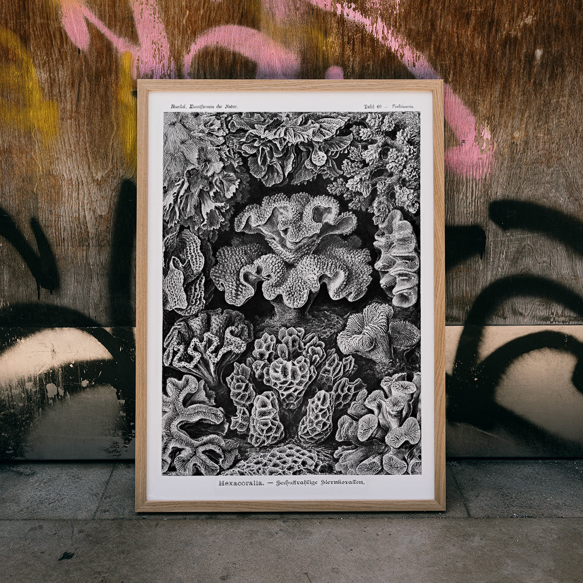 Detailed black and white coral illustration poster from Hexacoralla Sechsstrahlige Sternkorallen by Ernst Haeckel wall art decor, framed and displayed in home decor