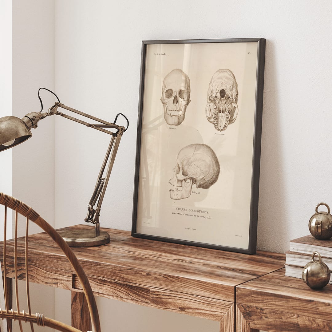 Skull illustrations by Louis-Isidore Duperrey from Voyage autour du monde Pl 104 poster and artwork, framed and displayed in home decor