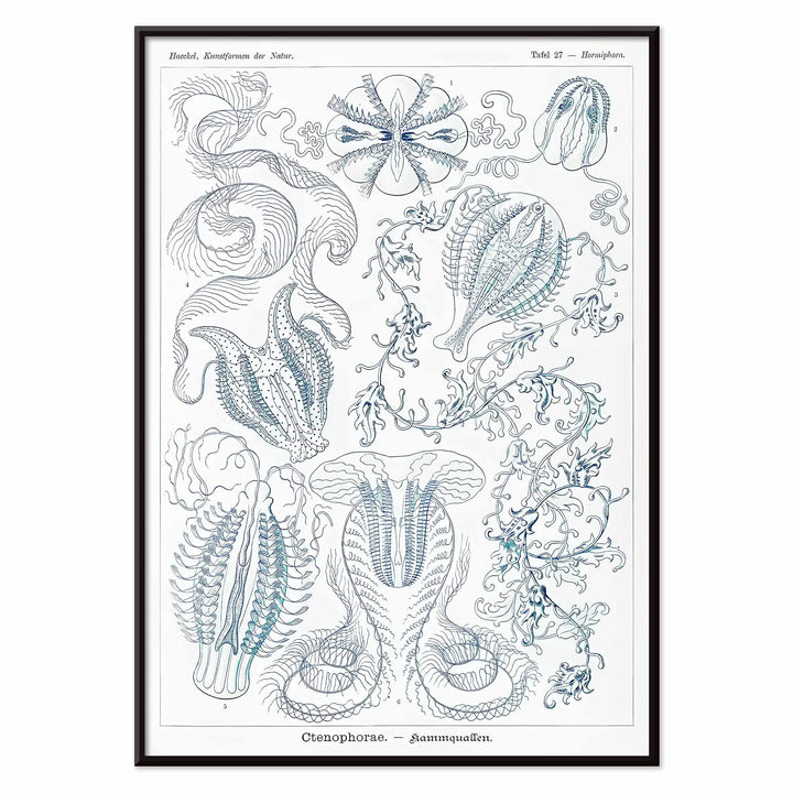 Scientific illustration of comb jellies Ctenophorae Kammquallen by Ernst Haeckel Kunstformen der Natur poster artwork, with black aluminium frame on white background