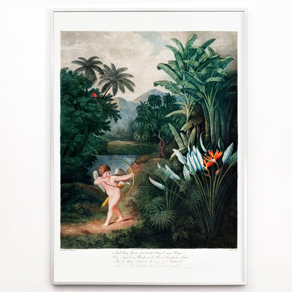 Closeup detail of Cupid aiming a bow among lush tropical plants artwork by Robert John Thornton The Temple of Flora poster