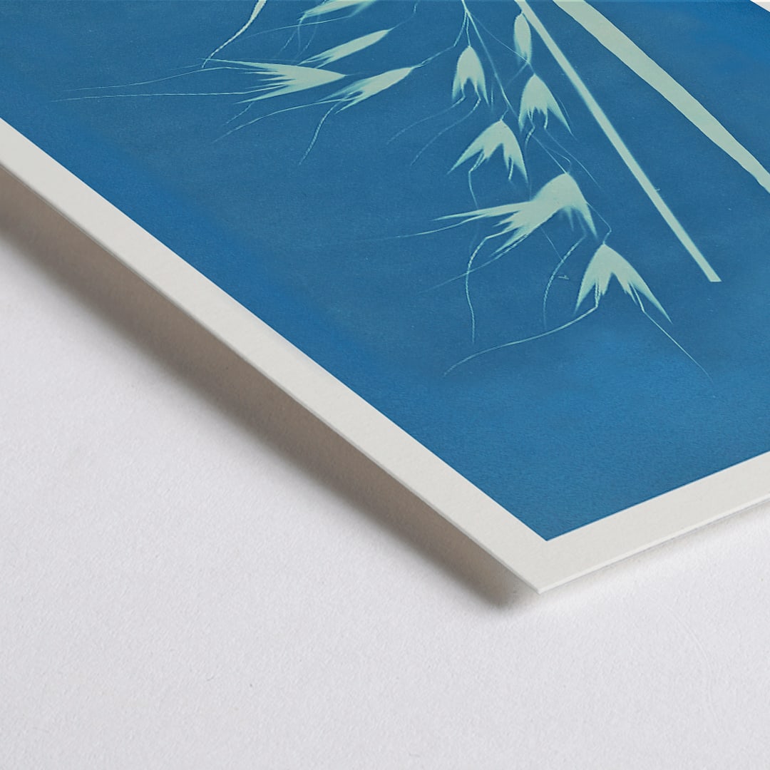 Closeup detail of Cyanotype poster of Uvena Novae Villiae plant by Anna Atkins on blue background