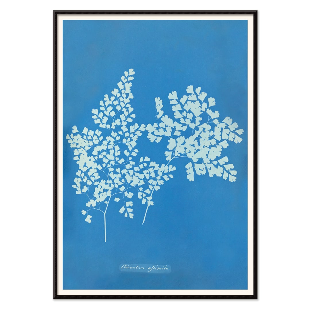 Botanical cyanotype poster of Adiantum assimile by Anna Atkins featuring delicate white fern leaves on blue background, with black aluminium frame on white background