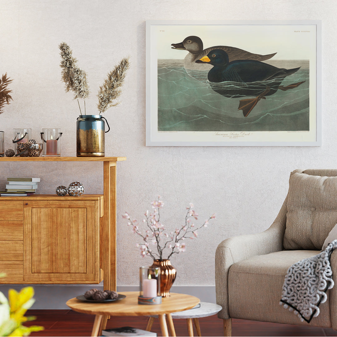 American Scoter ducks swimming in water artwork by John James Audubon Birds of America poster, framed and displayed in home decor