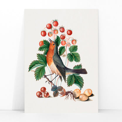 European robin with wild strawberries and eggs artwork by James Bolton from the Natural History Cabinet of Anna Blackburne poster, framed and displayed in modern living room decor