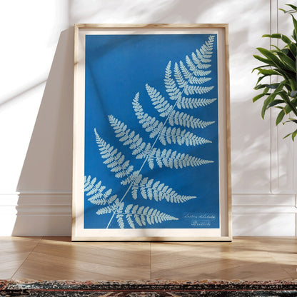Cyanotype poster of Lastrea dilatato fern artwork by Anna Atkins featuring a blue background, framed and displayed in home decor