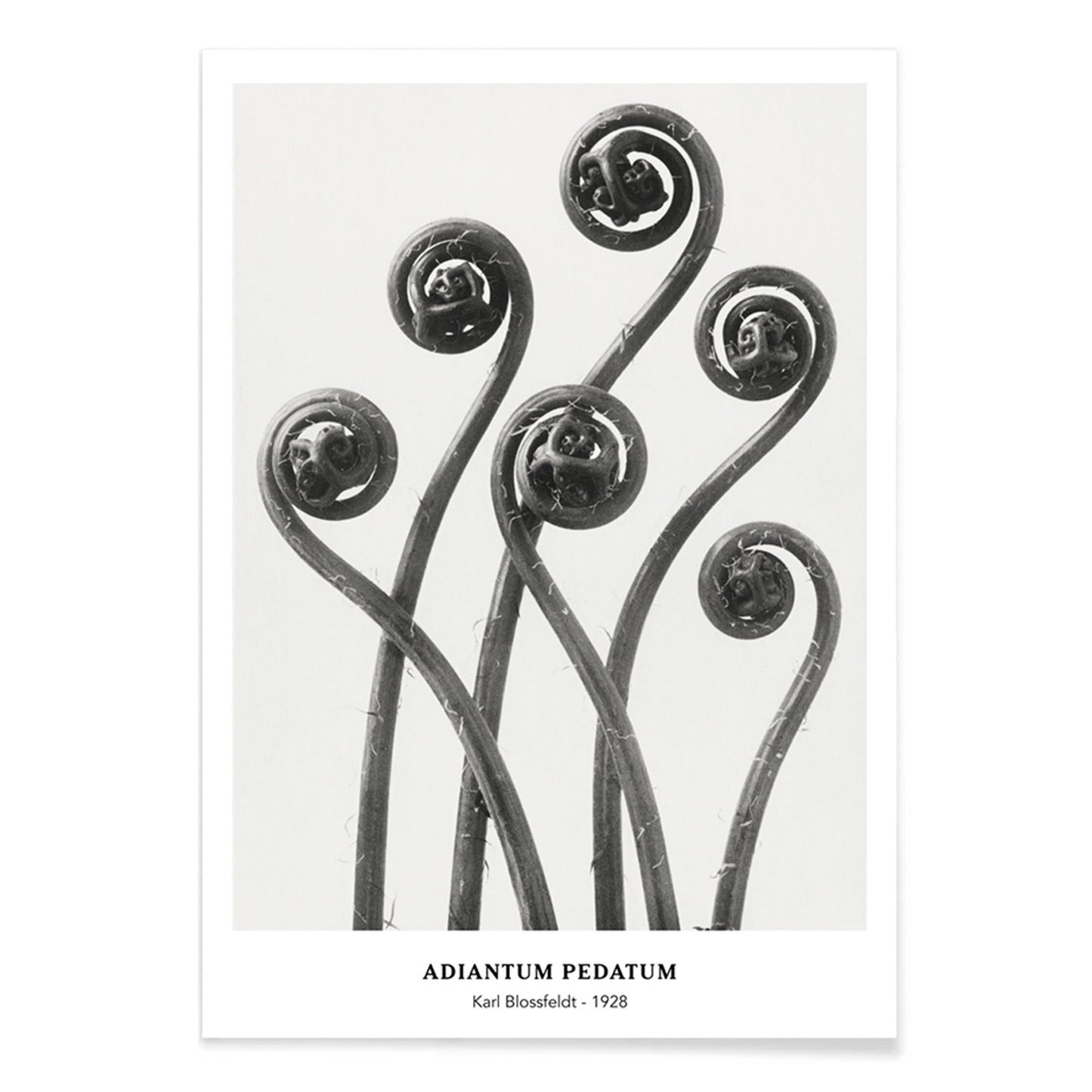 Close up and poster of young curled Adiantum pedatum American Maidenhair Fern fronds by Karl Blossfeldt from Urformen der Kunst artwork, with black aluminium frame on white background