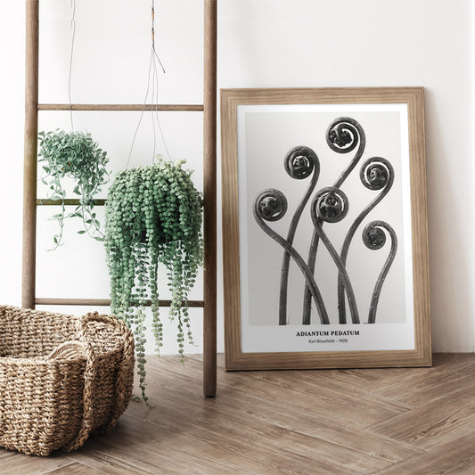 Close up and poster of young curled Adiantum pedatum American Maidenhair Fern fronds by Karl Blossfeldt from Urformen der Kunst artwork, framed and displayed in home decor