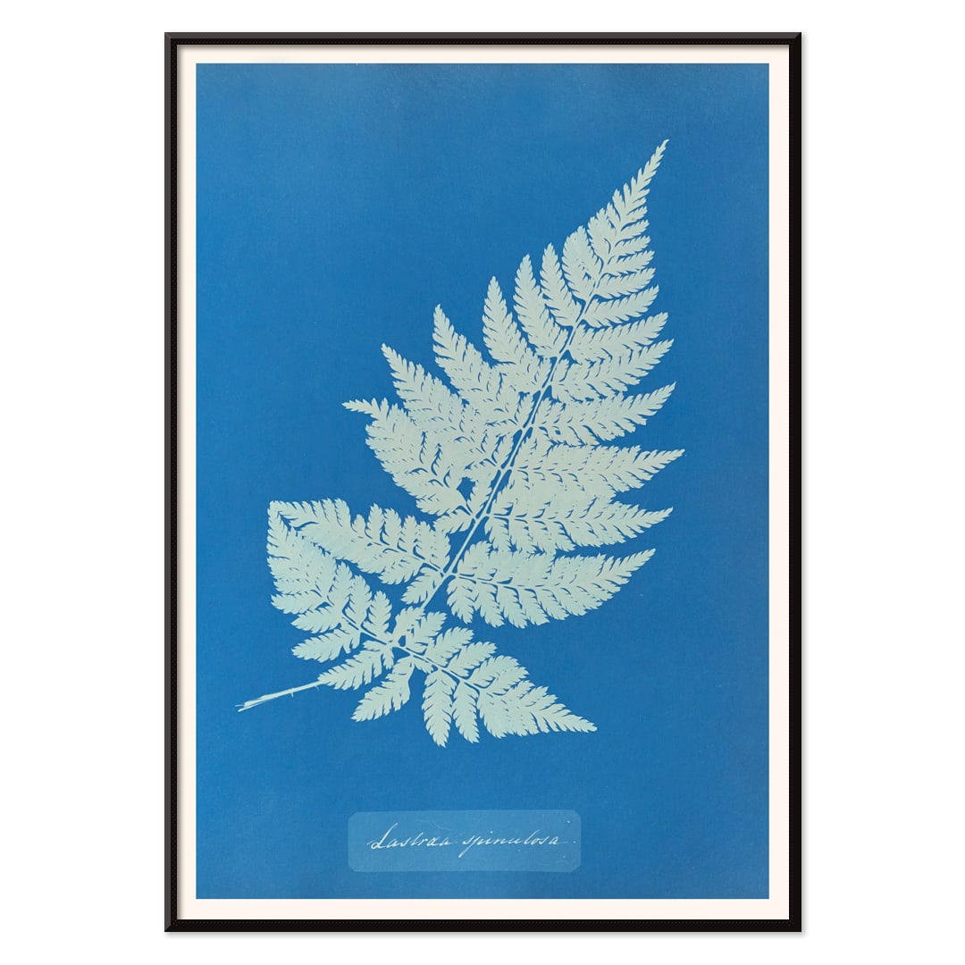 Botanical cyanotype artwork and framed poster of Lastrea Spinulosa by Anna Atkins featuring a detailed fern leaf on a deep blue background, with black aluminium frame on white background