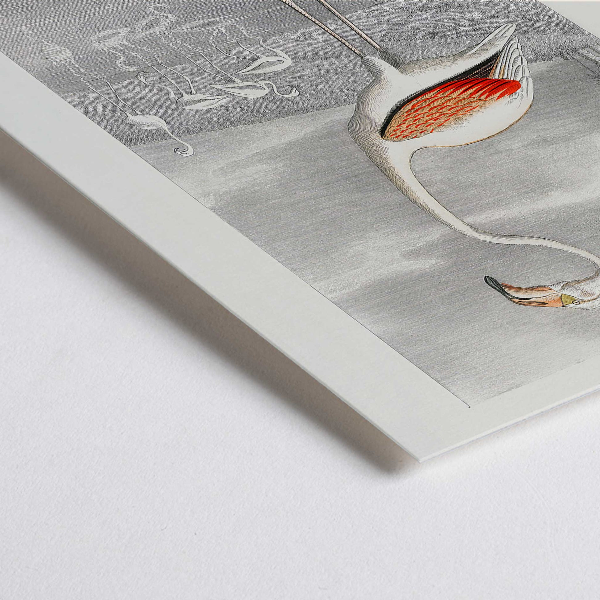 Closeup detail of Le Flammant Flamingo by Edouard Travies white flamingo standing by water in natural habitat poster