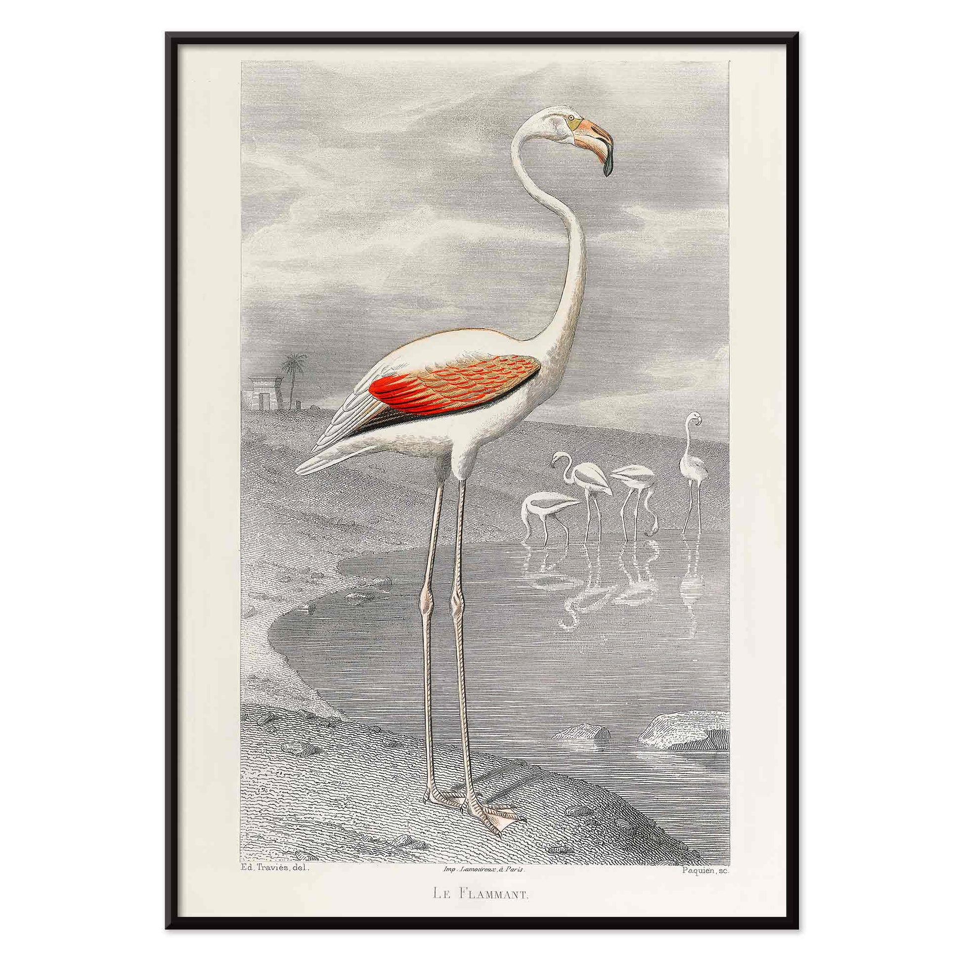 Le Flammant Flamingo by Edouard Travies white flamingo standing by water in natural habitat poster, with black aluminium frame on white background