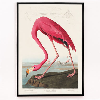 Closeup detail of Pink flamingo standing and feeding in natural landscape from Birds of America by John James Audubon etched by Robert Havell poster