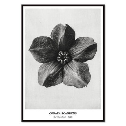 Black and white close up photograph and poster of Cobea scandens Mexican Ivy flower calyx by Karl Blossfeldt Urformen der Kunst, with black aluminium frame on white background