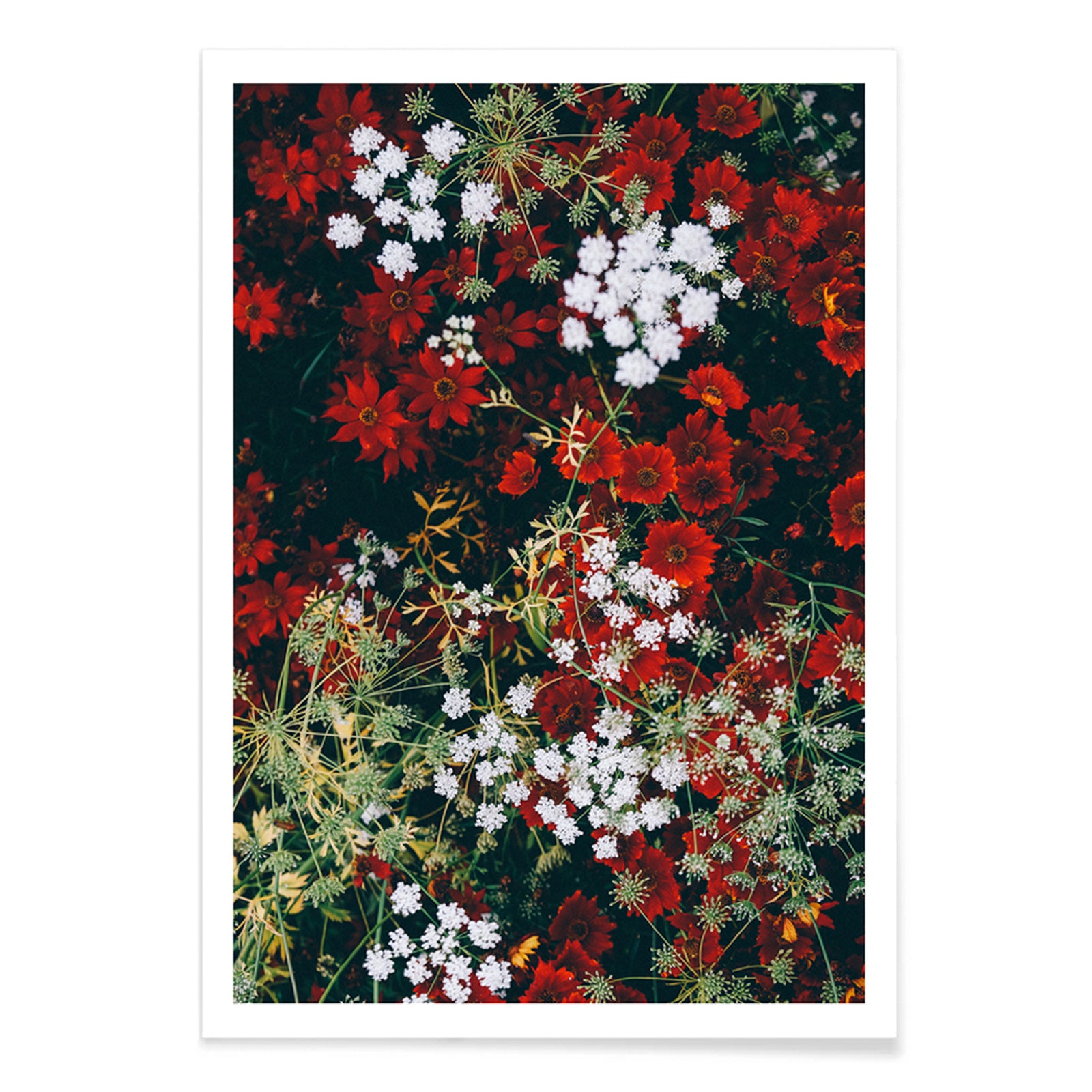 Overhead shot of red and white flowers artwork poster, with black aluminium frame on white background