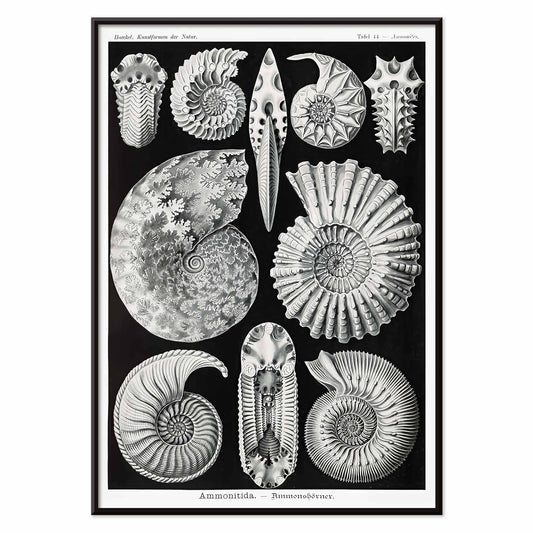 Detailed ammonite fossil illustrations by Ernst Haeckel from Kunstformen der Natur and Ammonitida Ammonshoerner poster for wall decor, with black aluminium frame on white background