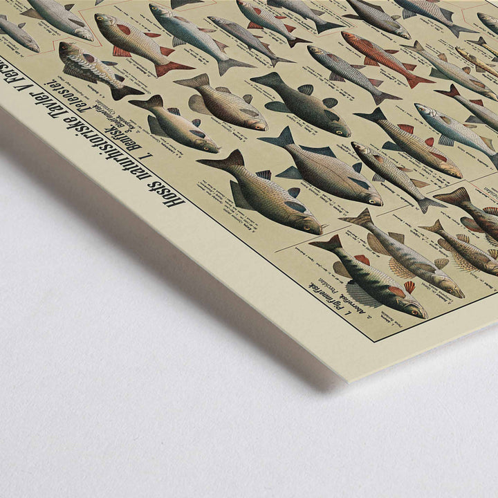 Closeup detail of Dr. W. Raschke freshwater fish chart poster with detailed scientific freshwater species in vintage beige, grey, blue and brown tones