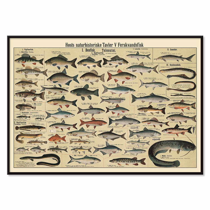 Dr. W. Raschke freshwater fish chart poster with detailed scientific freshwater species in vintage beige, grey, blue and brown tones, with black aluminium frame on white background