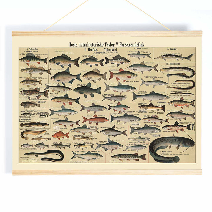 Dr. W. Raschke freshwater fish chart poster with detailed scientific freshwater species in vintage beige, grey, blue and brown tones, with wooden magnetic frame on white background