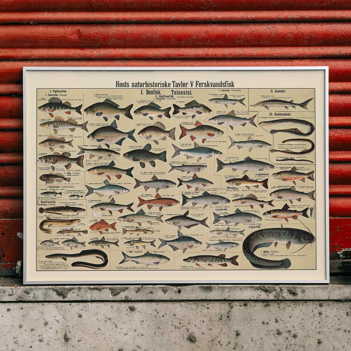 Dr. W. Raschke freshwater fish chart poster with detailed scientific freshwater species in vintage beige, grey, blue and brown tones, framed and displayed in home decor