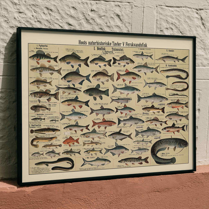 Dr. W. Raschke freshwater fish chart poster with detailed scientific freshwater species in vintage beige, grey, blue and brown tones, framed and displayed in modern living room decor