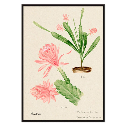 German empress cactus illustration and poster artwork Phyllocactus by Basel Botan Garten with pink flowers and green leaves, with black aluminium frame on white background