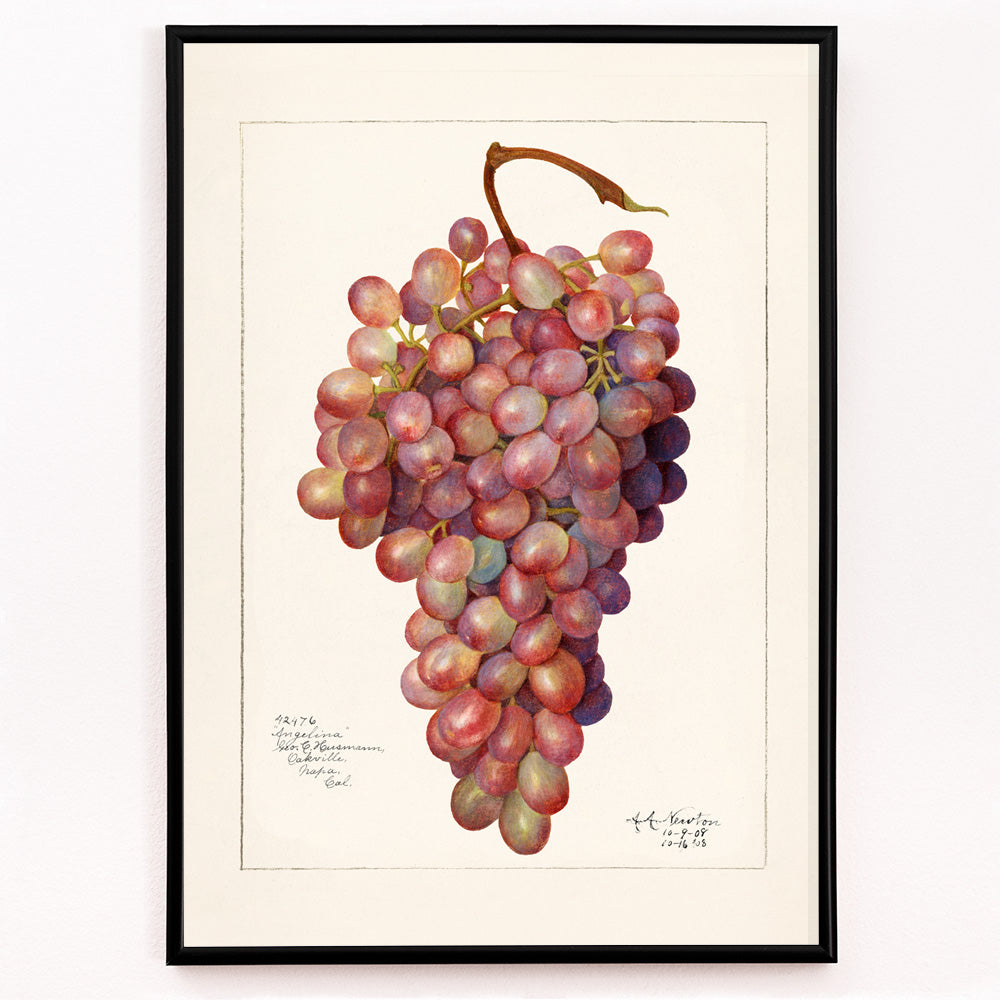 Closeup detail of Vintage red grape cluster watercolor illustration by Amanda Almira Newton botanical accuracy poster artwork for home or kitchen wall decor
