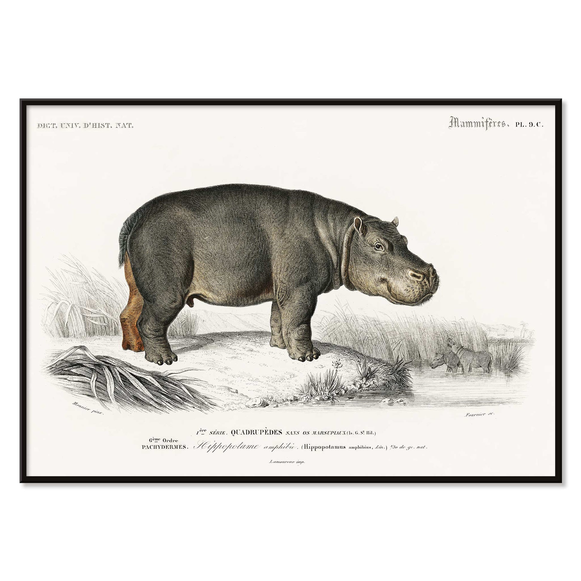 Detailed illustration of a hippopotamus in its natural habitat by Charles Dessalines D Orbigny titled Hippopotamus Hippopotame Amphibie poster, with black aluminium frame on white background
