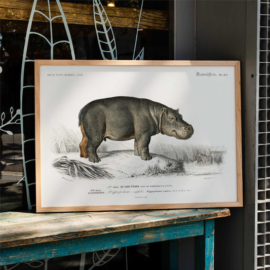 Detailed illustration of a hippopotamus in its natural habitat by Charles Dessalines D Orbigny titled Hippopotamus Hippopotame Amphibie poster, framed and displayed in home decor