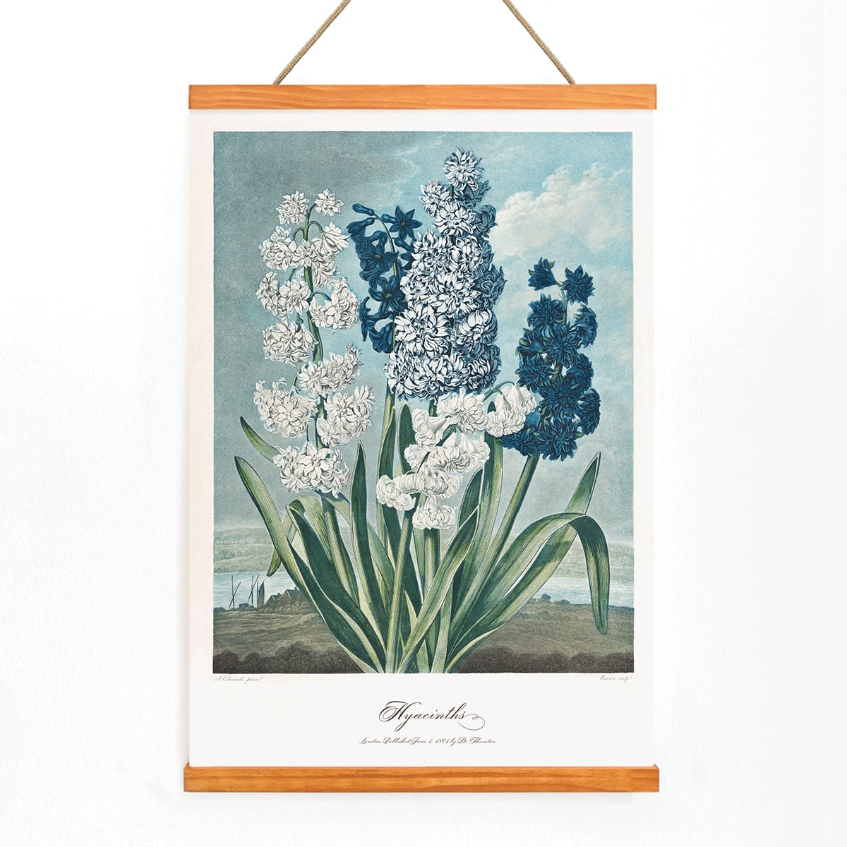Colorful hyacinths illustration by Robert John Thornton from The Temple of Flora artwork showing various blooming flowers, with wooden magnetic frame on white background