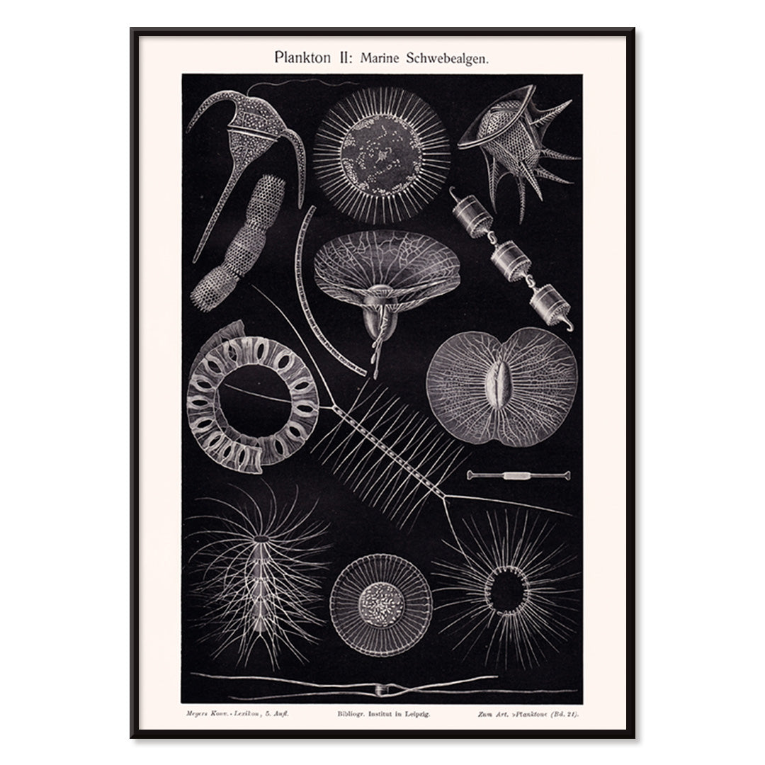 Detailed scientific illustration poster of marine floating algae plankton from Plankton I Marine Floating Algae by Institute of Liepzig, with black aluminium frame on white background