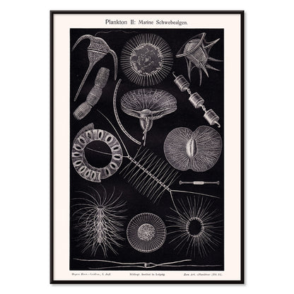 Detailed scientific illustration poster of marine floating algae plankton from Plankton I Marine Floating Algae by Institute of Liepzig, with black aluminium frame on white background