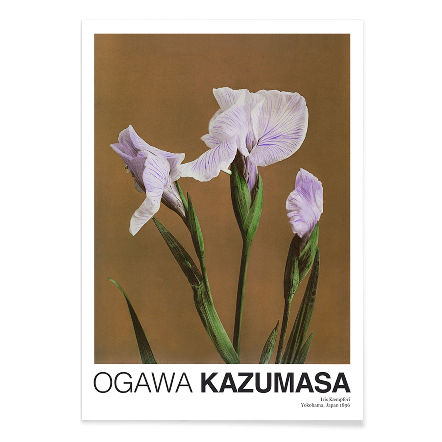 Hand colored illustration and poster of purple Iris Kaempferi flowers by Kazumasa Ogawa from Some Japanese Flowers, with black aluminium frame on white background