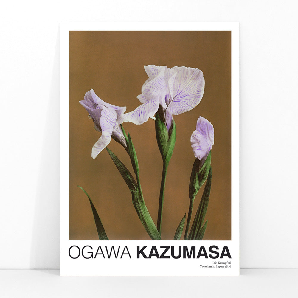 Hand colored illustration and poster of purple Iris Kaempferi flowers by Kazumasa Ogawa from Some Japanese Flowers, framed and displayed in modern living room decor