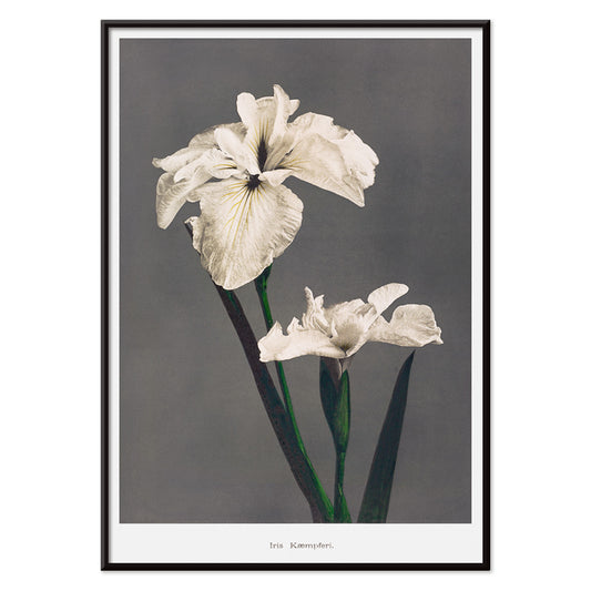 Iris Kaempferi white irises hand colored collotype art by Kazumasa Ogawa from Some Japanese Flowers poster with delicate details, with black aluminium frame on white background