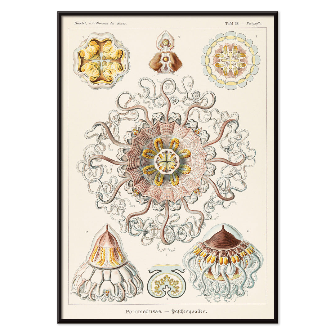 Scientific illustration poster of Peromedusae jellyfish marine life by Ernst Haeckel with intricate artistic and scientific detail, with black aluminium frame on white background