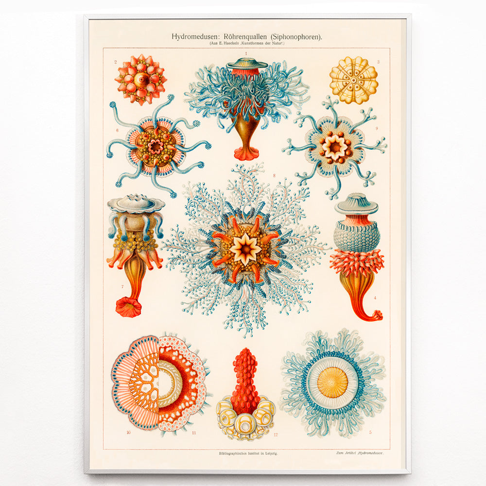 Closeup detail of Colorful vintage jellyfish illustration by E Haeckels with intricate marine details scientific drawing and poster artwork