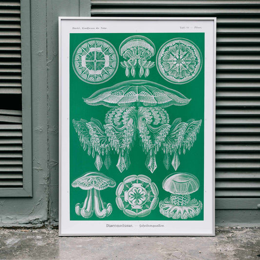 Detailed jellyfish illustrations Discomedusae Scheibenquallen by Ernst Haeckel wall art poster Kunstformen der Natur decor, framed and displayed in home decor