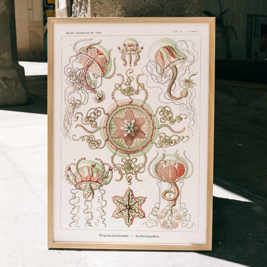 Colorful artistic illustration of jellyfish and marine life from Trachomedusae Kolbenquallen by Ernst Haeckel Kunstformen der Natur, framed and displayed in home decor