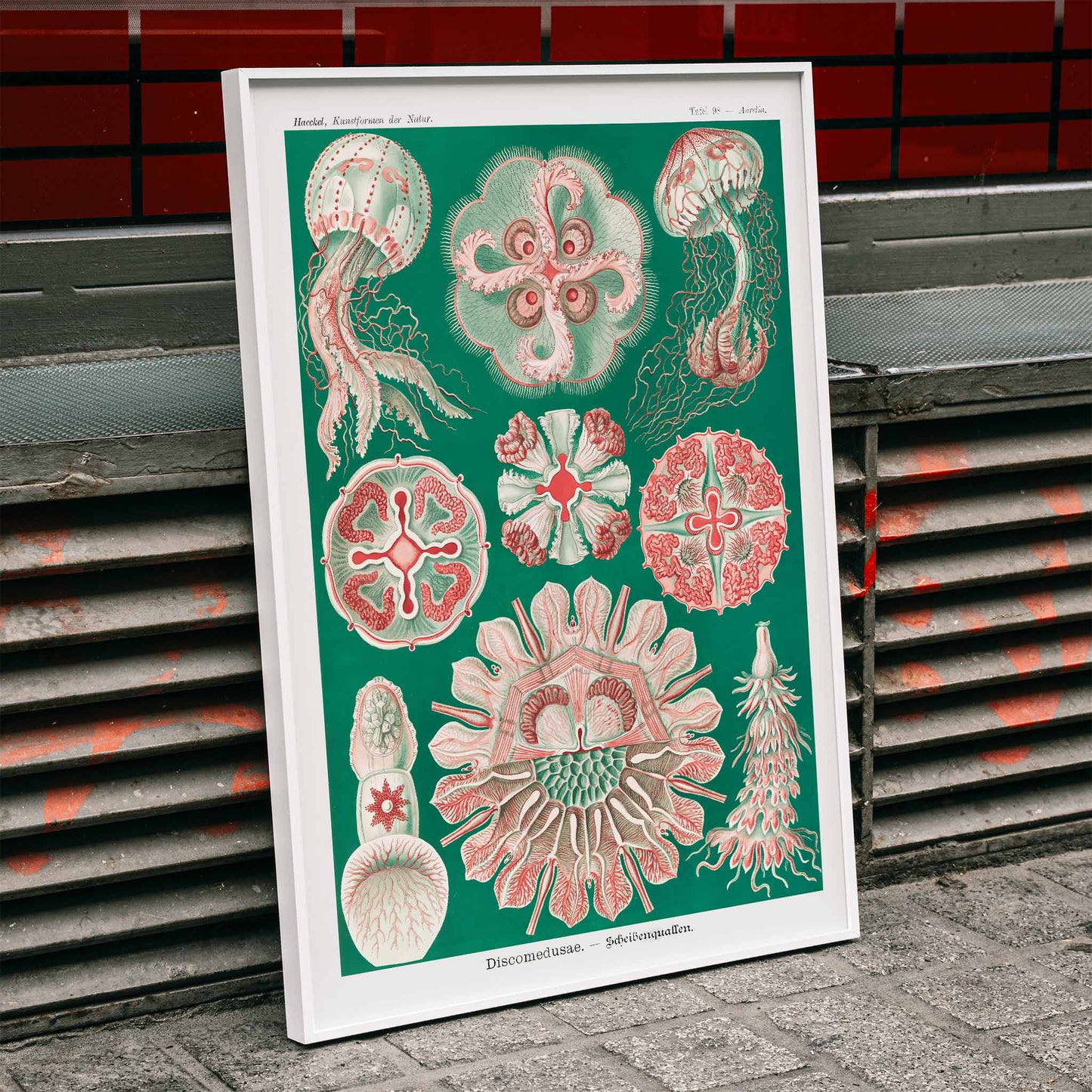 Colorful jellyfish and marine life illustration and poster featuring Discomedusae Schweibenquallen by Ernst Haeckel Kunstformen der Natur, framed and displayed in modern living room decor